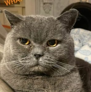 Meet your Posher, Pas